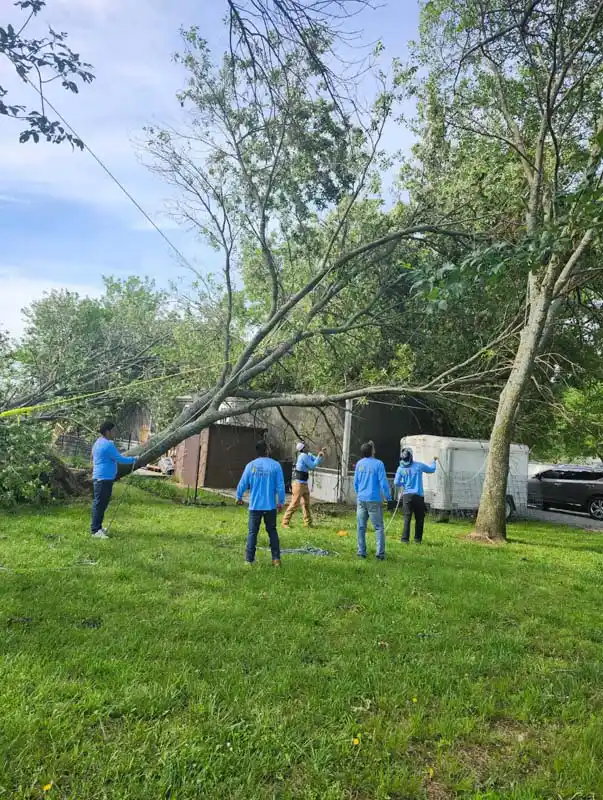 Tree Removal Tree Removal