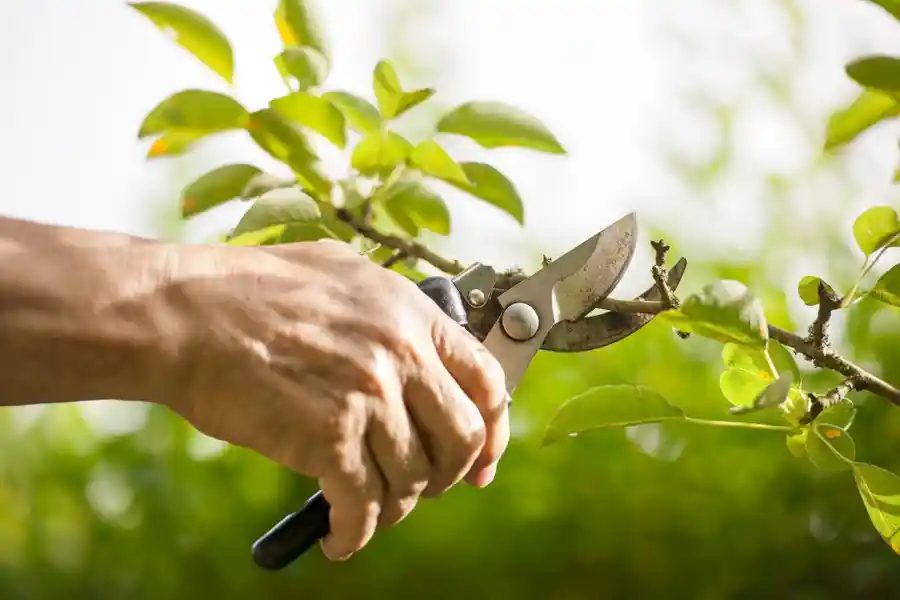 Tree Trimming Tree Trimming